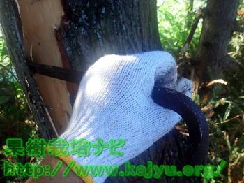 表皮を剥ぐ作業