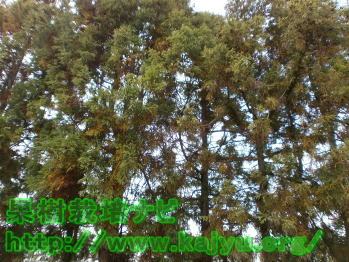 枯れ始めた杉の木