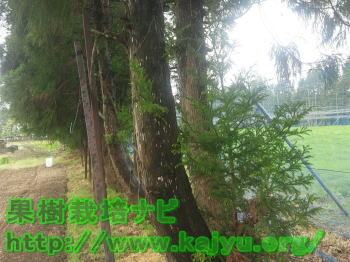 枯らせる杉の木