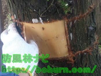 木を枯らす方法（巻き枯らし方法）