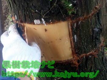 木を枯らす方法（巻き枯らし方法）