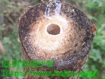 切り株に除草剤を塗る方法