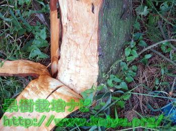 巻きからしの応用