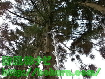 はしごの立てかけ