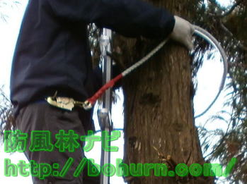 枝打ちはしごの木登り