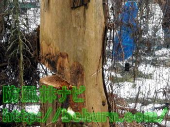 チェンソーの受け口