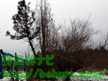 牽引による倒木