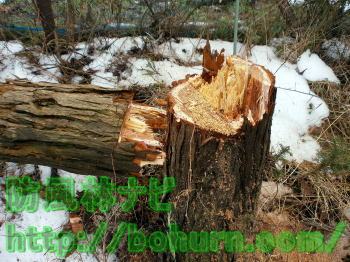 牽引作業を行った切り株