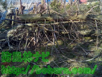 伐採により倒木した杉の木写真