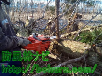 伐採により倒木した木の処理方法