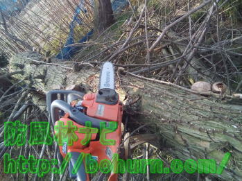 枝を払った杉の木