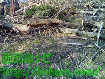 切断した杉の木