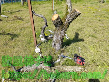 枯らせる木の伐採