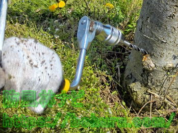 クリックボールで幹に穴をあける