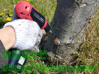 電気ドリルで幹に穴をあける