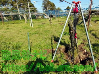 木の根の除去方法