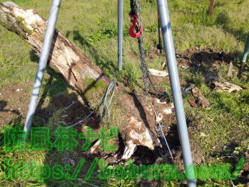 木の根の除去方法