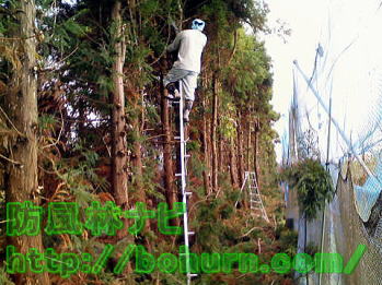 枝打ちはしごの使い方